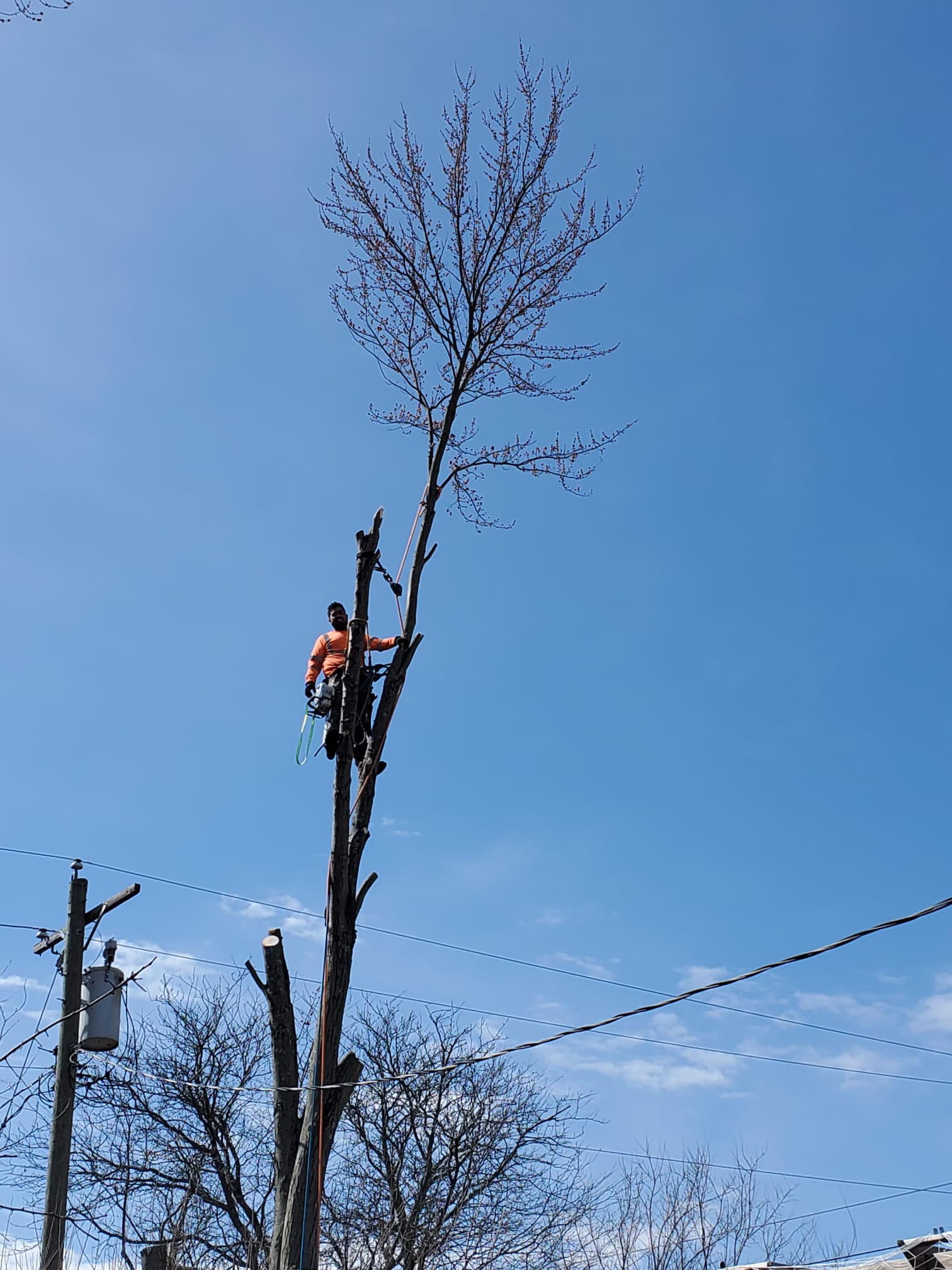 Tree Trimming Beside the Electric Wires — Cincinnati, OH — Rojas Chops Tree Service LLC