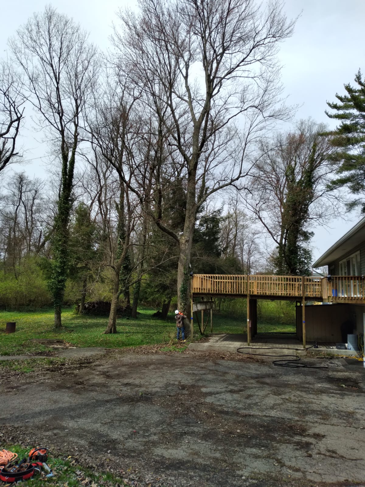 Man Cutting Tree at the Backyard — Cincinnati, OH — Rojas Chops Tree Service LLC