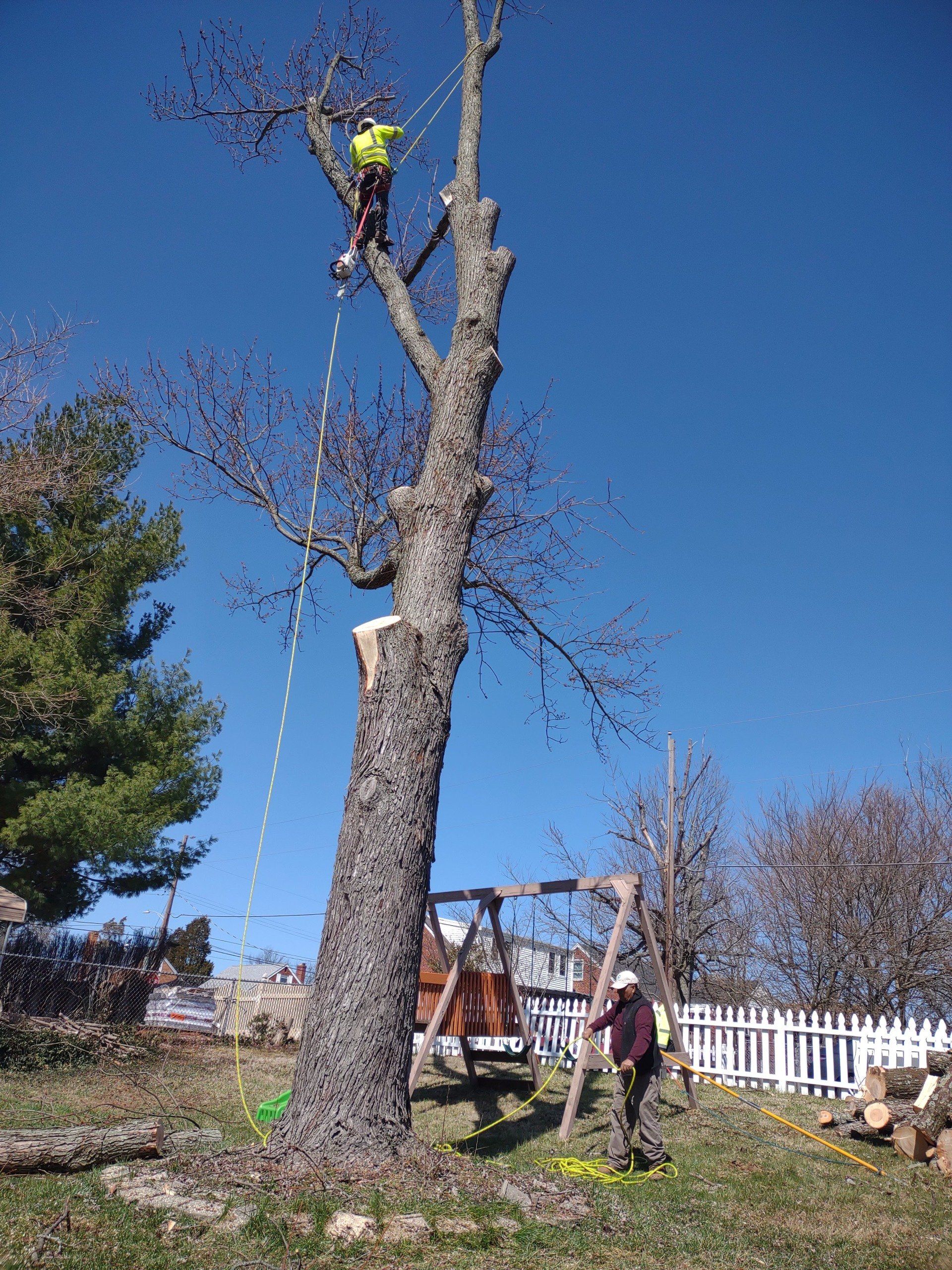 Professional Tree Service — Cincinnati, OH — Rojas Chops Tree Service LLC