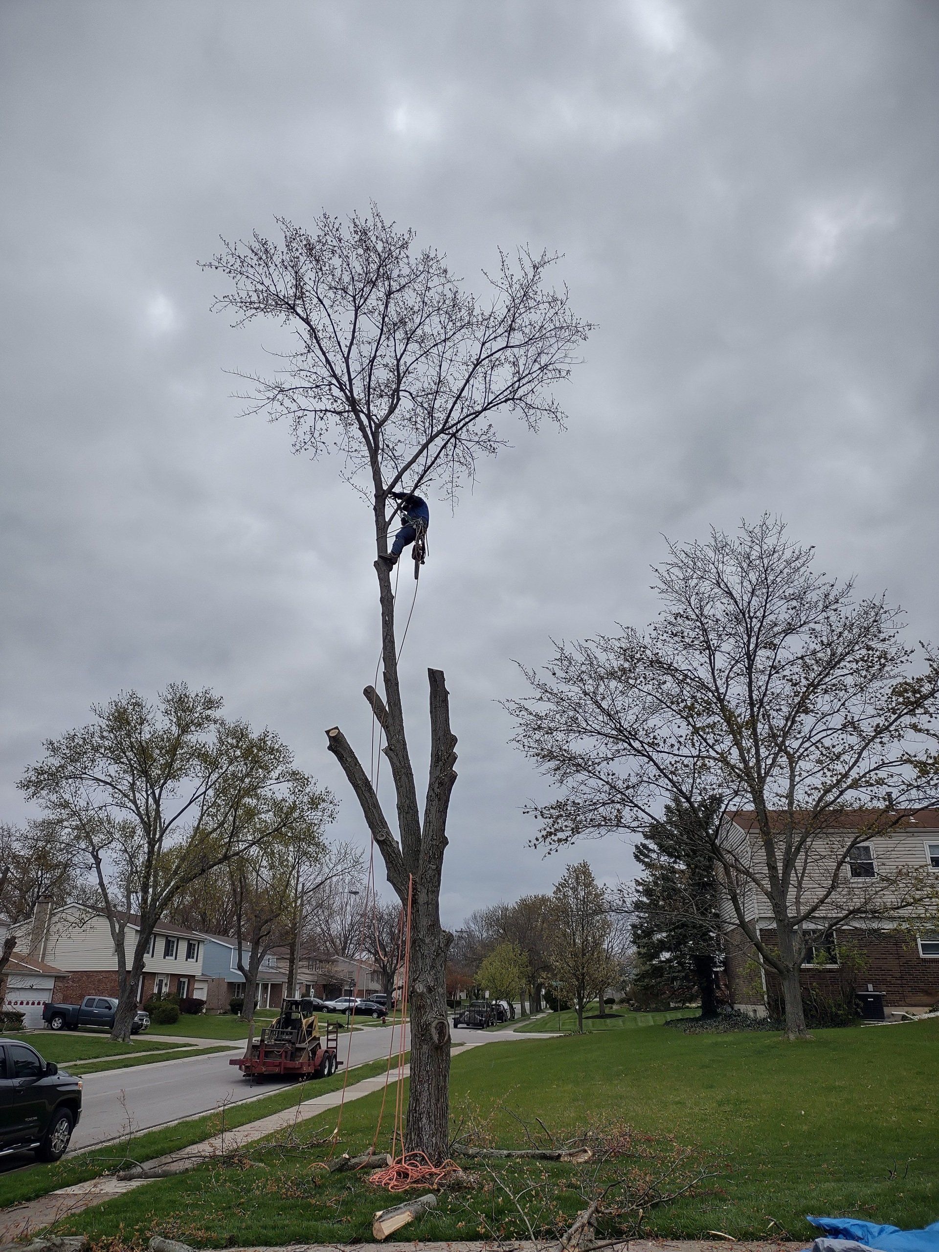 Man Cutting Tree Top — Cincinnati, OH — Rojas Chops Tree Service LLC