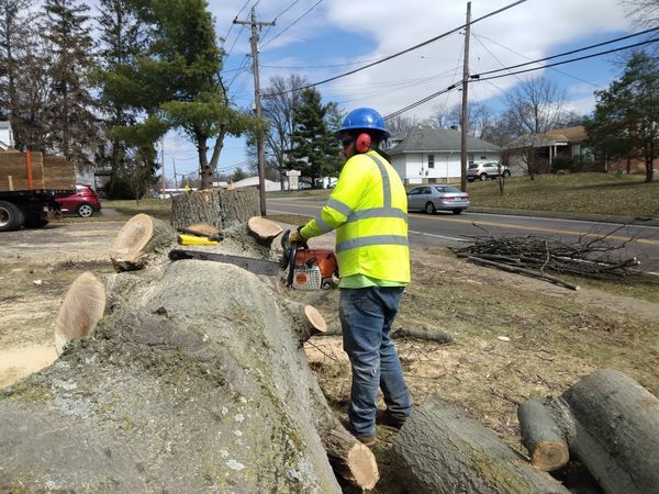 Man Cutting the Tree — Cincinnati, OH — Rojas Chops Tree Service LLC