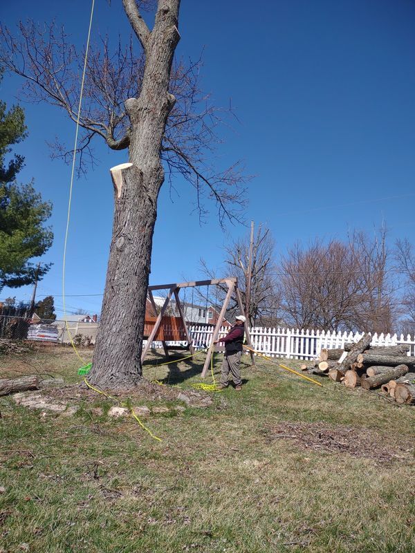 Tree Service Company — Cincinnati, OH — Rojas Chops Tree Service LLC