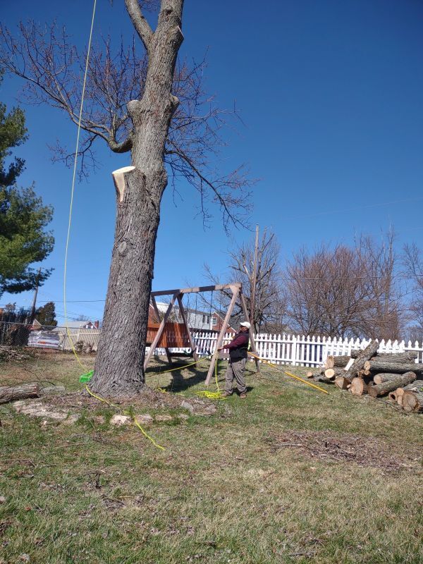 Tree Removal Service — Cincinnati, OH — Rojas Chops Tree Service LLC