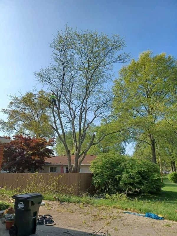 Man Started to Cut the Tree — Cincinnati, OH — Rojas Chops Tree Service LLC