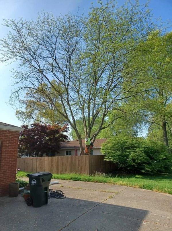 Man Climbing Tree — Cincinnati, OH — Rojas Chops Tree Service LLC