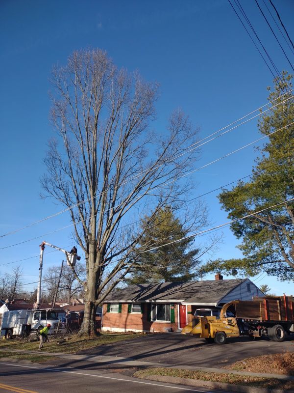Before Removing the Branches of the Tree — Cincinnati, OH — Rojas Chops Tree Service LLC