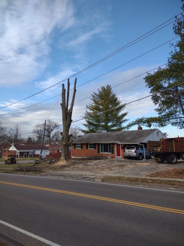 After Removing the Branches of the Tree — Cincinnati, OH — Rojas Chops Tree Service LLC
