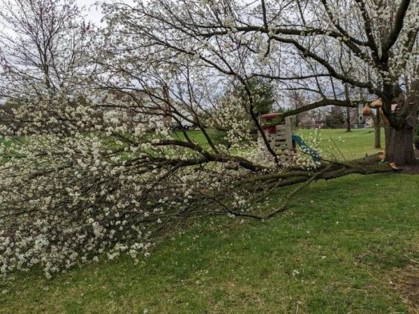 Tree — Cincinnati, OH — Rojas Chops Tree Service LLC