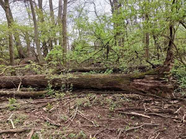 Storm Damage — Cincinnati, OH — Rojas Chops Tree Service LLC