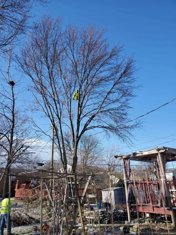 Man Trimming the Tree — Cincinnati, OH — Rojas Chops Tree Service LLC
