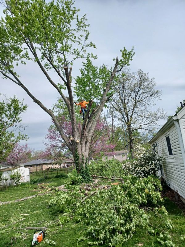 Man Trimming the Tree Using Chainsaw — Cincinnati, OH — Rojas Chops Tree Service LLC