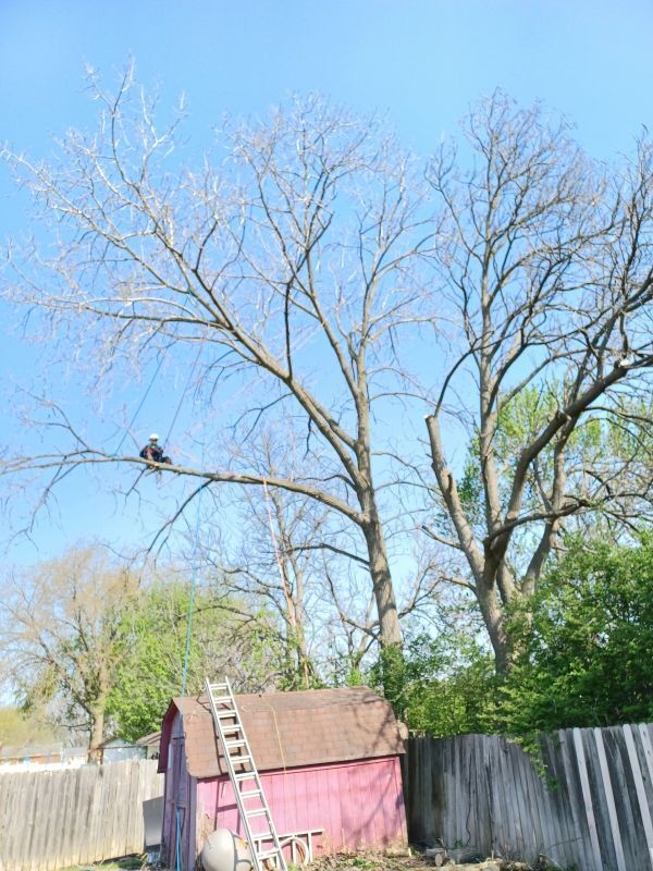 Cutting Branches of the Tree — Cincinnati, OH — Rojas Chops Tree Service LLC