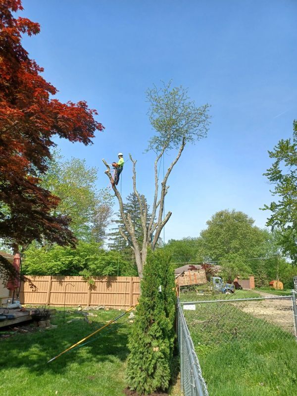 Tree Removal — Cincinnati, OH — Rojas Chops Tree Service LLC