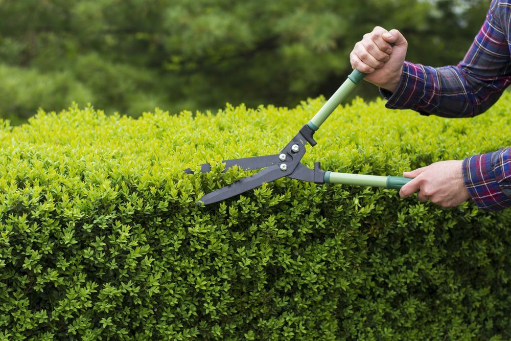 Man Trimming Hedge — Lush Property Maintenance Noosa In Noosa Heads, QLD