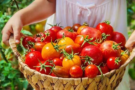 A person is holding a basket filled with tomatoes.