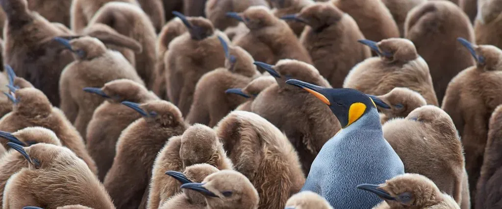 vários pinguins juntos. a maioria, são pinguins novos marrons, um pinguim se destaca por ser adulto e já ter suas cores - cinza, preto e amarelo - bem definidas.