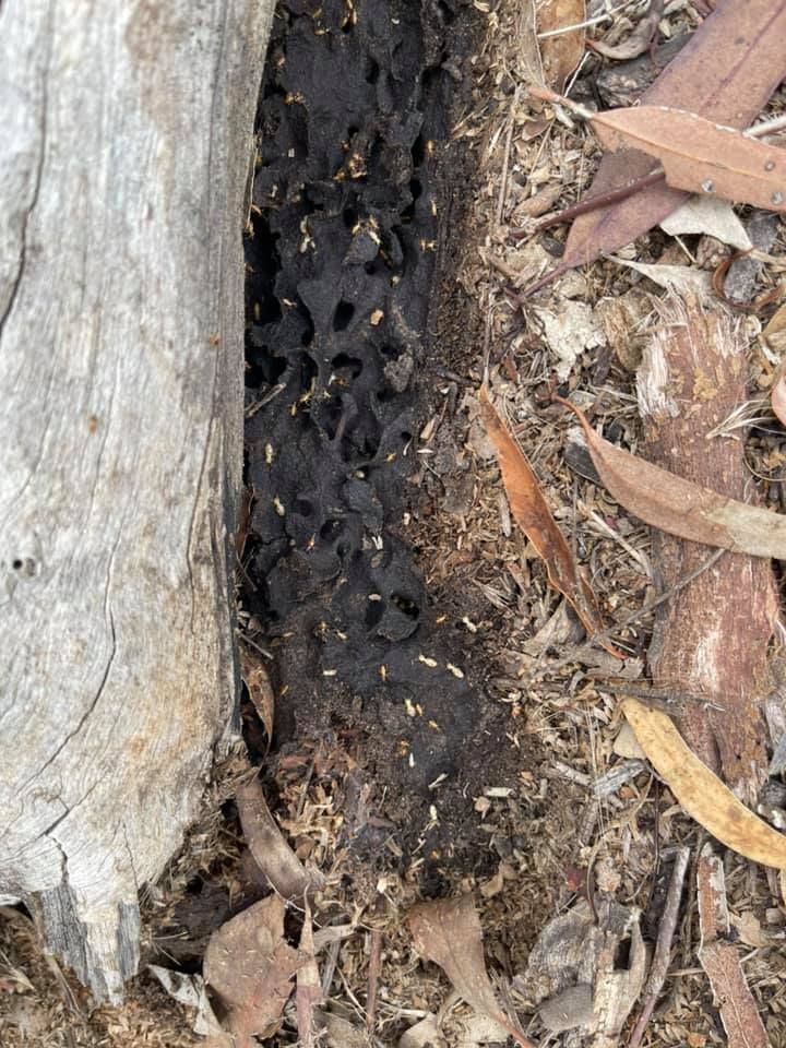Termites Inside a Dark Hollowed-out Log — Dusted Pest Management in Temora, NSW