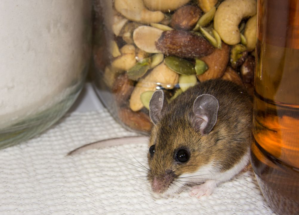 Mouse Near a Jar of Nuts and a Glass Jar — Dusted Pest Management in Temora, NSW