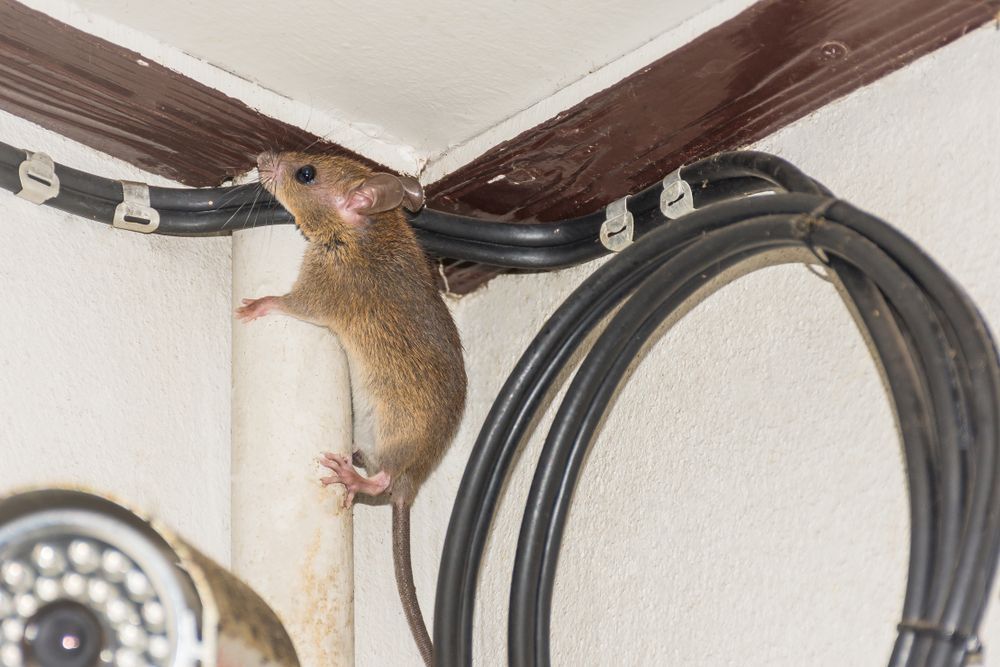Mouse Clinging to a Wall Near Black Wires — Dusted Pest Management in Temora, NSW