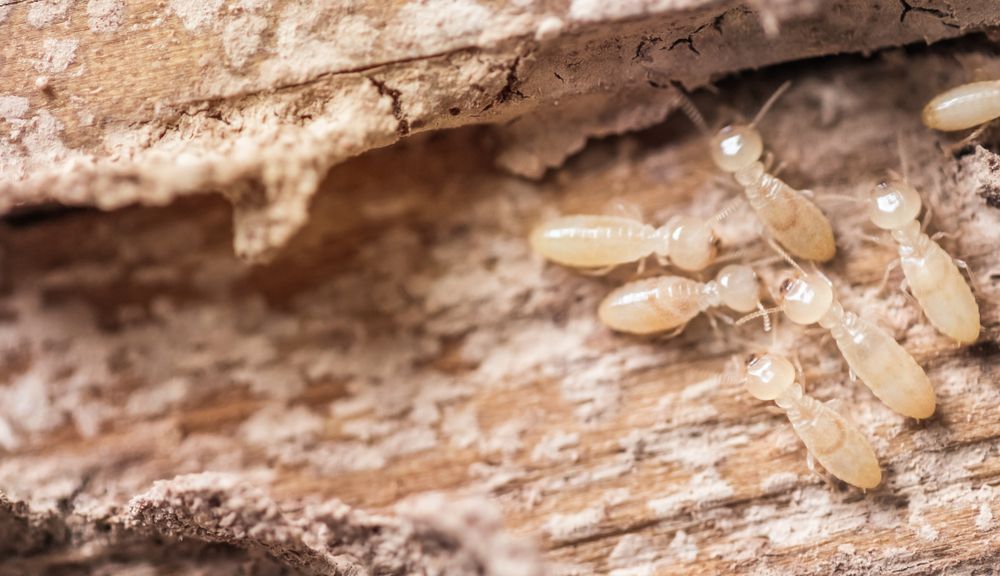 Termites Eating Wood — Dusted Pest Management in Temora, NSW