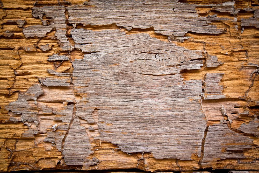 Close-up of Weathered Wood With Peeling — Dusted Pest Management in Cootamundra, NSW