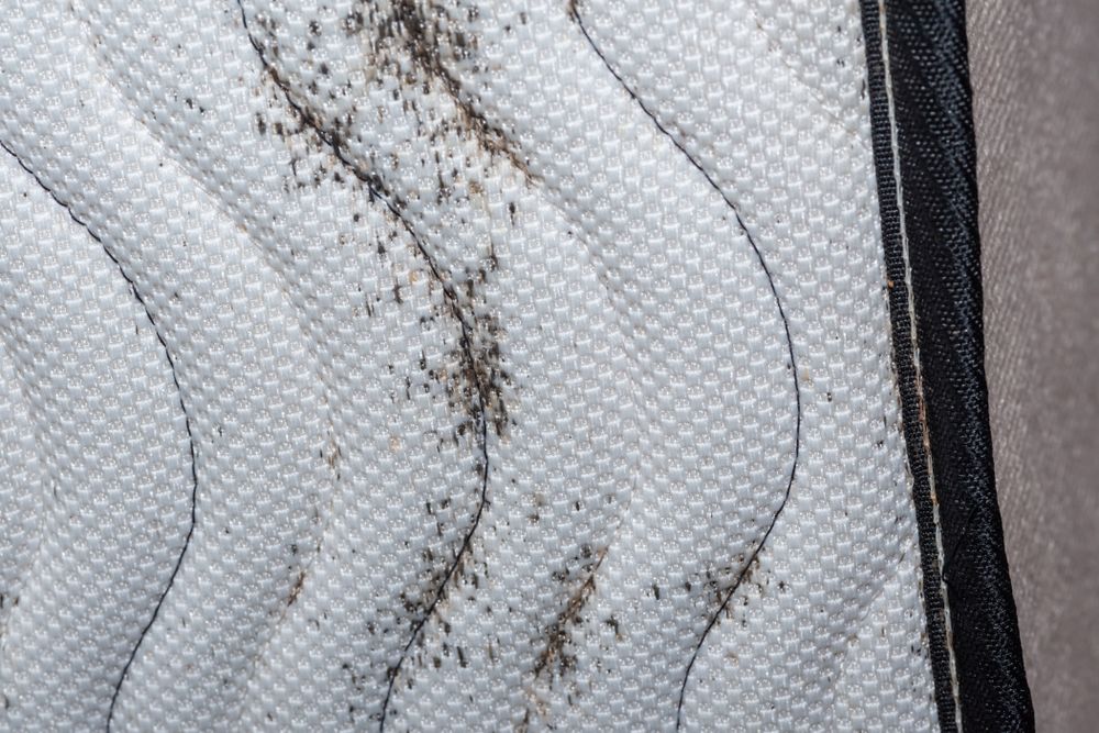 Close-up of a White Mattress With Dark Molds — Dusted Pest Management in Cootamundra, NSW