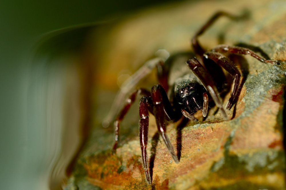Dark Brown Spider on a Weathered Brown Surface — Dusted Pest Management in Cootamundra, NSW