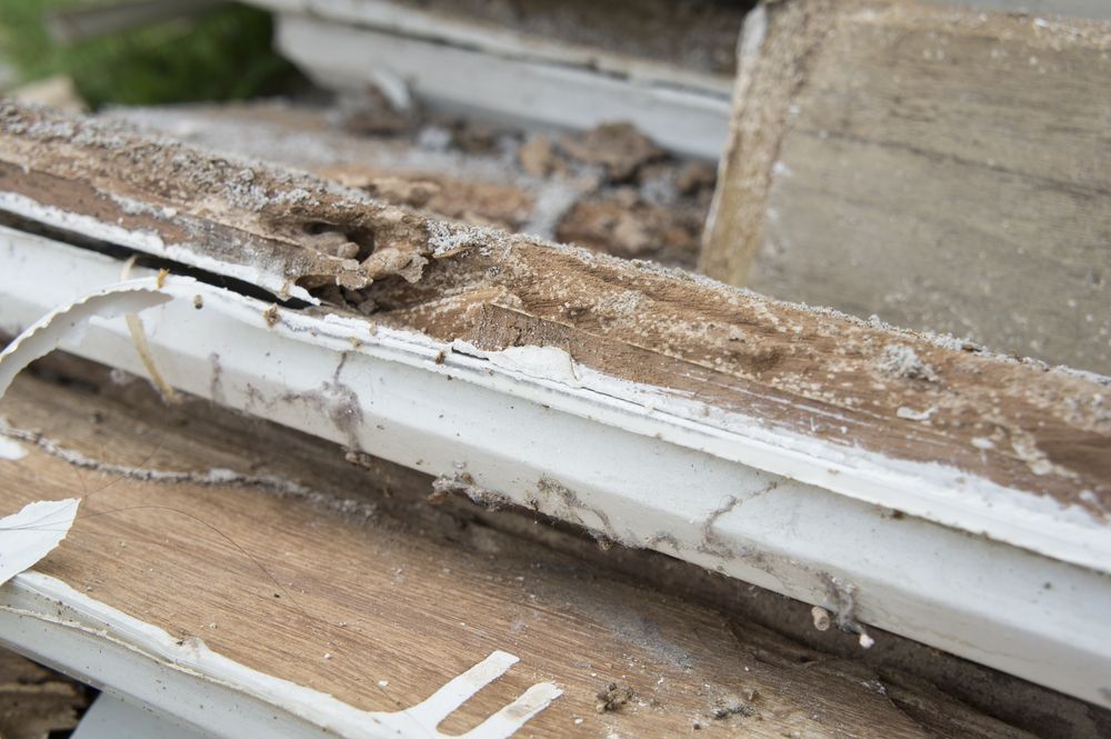 Wood Window Frame Heavily Damaged by Termites — Dusted Pest Management in West Wyalong, NSW