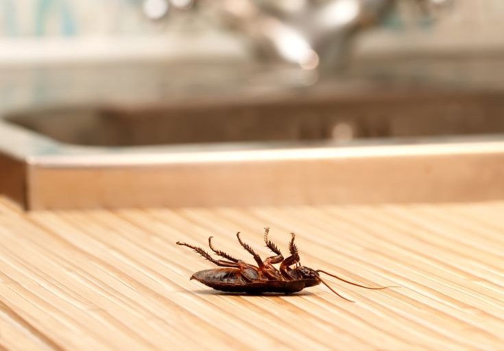 Cockroach on Its Back on a Wooden Counter Near a Sink — Dusted Pest Management in Temora, NSW