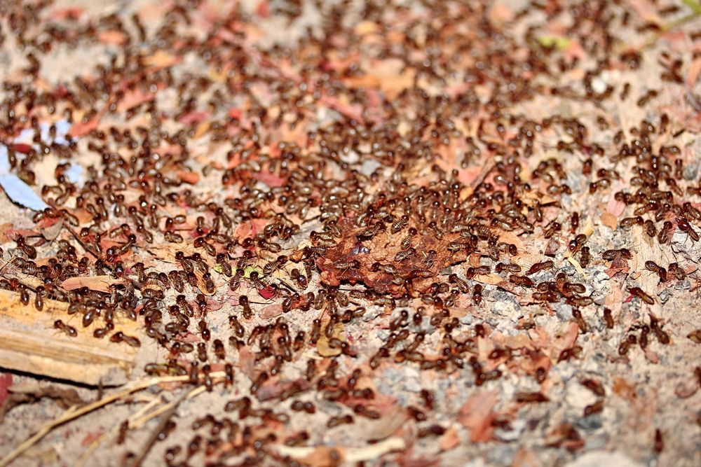 Brown Ants Swarming on the Ground — Dusted Pest Management in West Wyalong, NSW