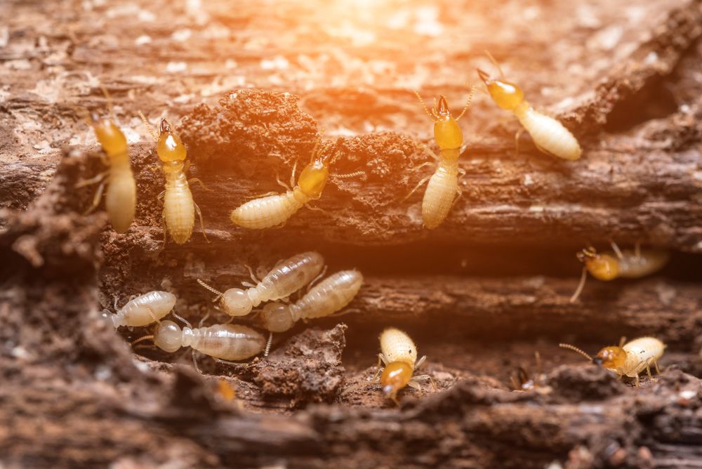 Termites in Rotting Wood — Dusted Pest Management in Temora, NSW
