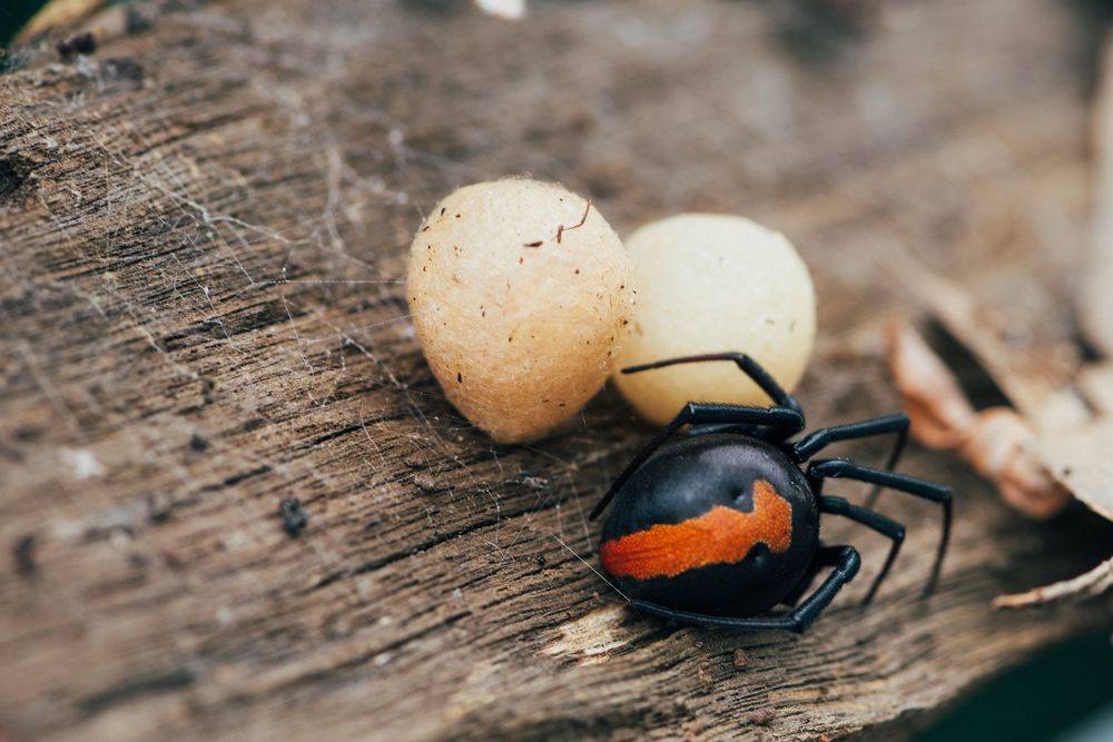 Black Widow Spider With Red Markings — Dusted Pest Management in West Wyalong, NSW