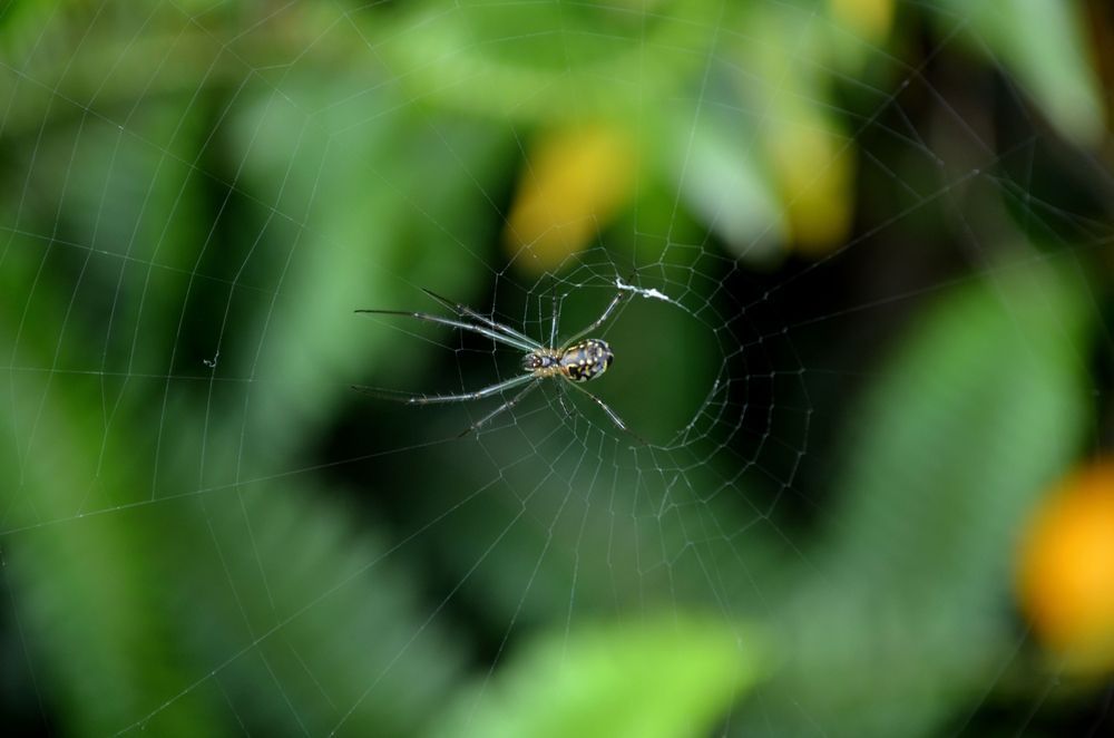 Spider in web, centred, against blurred green foliage and yellow fruit. — Dusted Pest Management in Temora, NSW