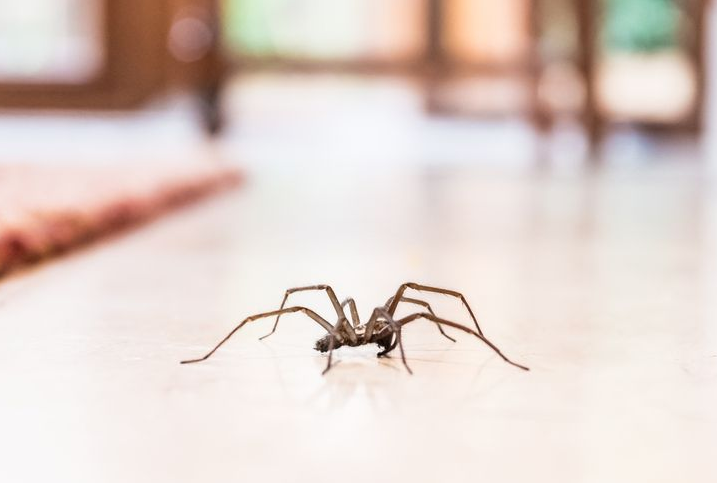 Large Spider on a Light-coloured Floor Indoors, Near a Rug and Windows — Dusted Pest Management in Temora, NSW