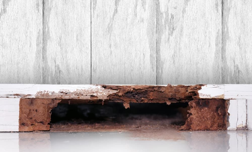 Damaged White Wood Door Frame With Significant Wood Rot — Dusted Pest Management in Temora, NSW