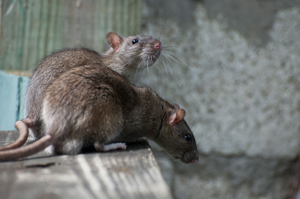 Two brown rats on a wooden ledge; one looking up, the other down. — Dusted Pest Management in West Wyalong, NSW