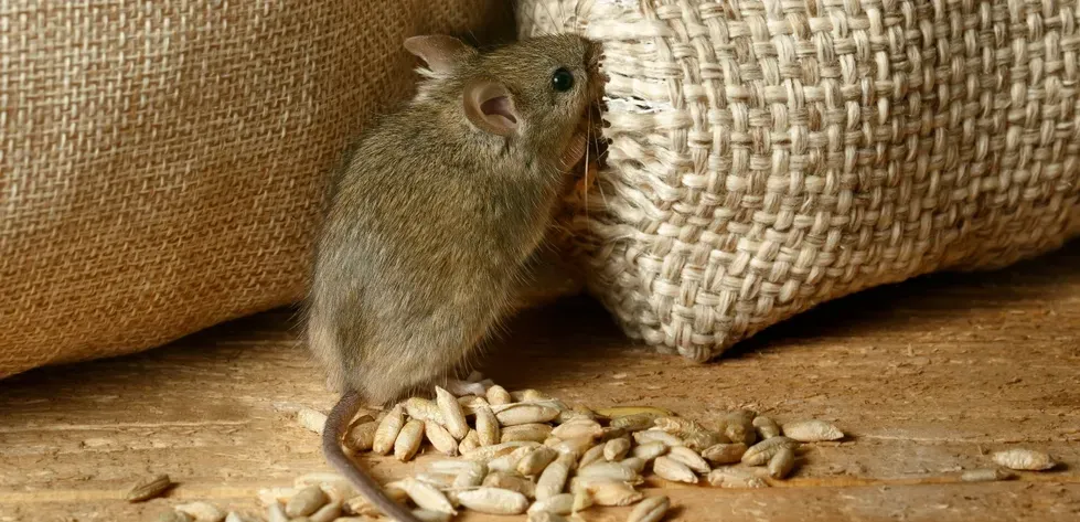 A Mouse Eating Wheat from A Sack — Dusted Pest Management in Temora, NSW