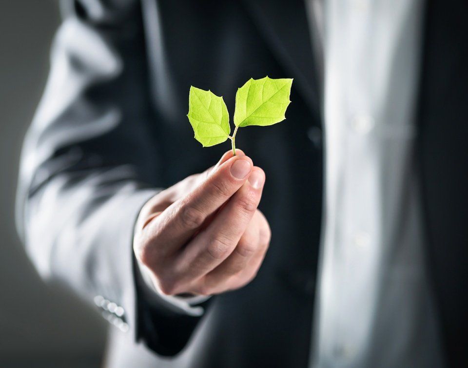 Foglie di una pianta