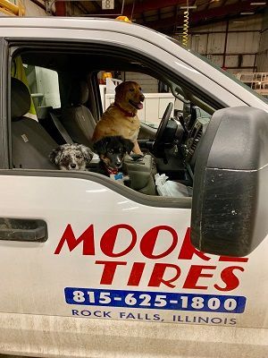 Three dogs in a truck, one at the steering wheel, next to a sign for Moore Tires in Rock Falls, Illinois.