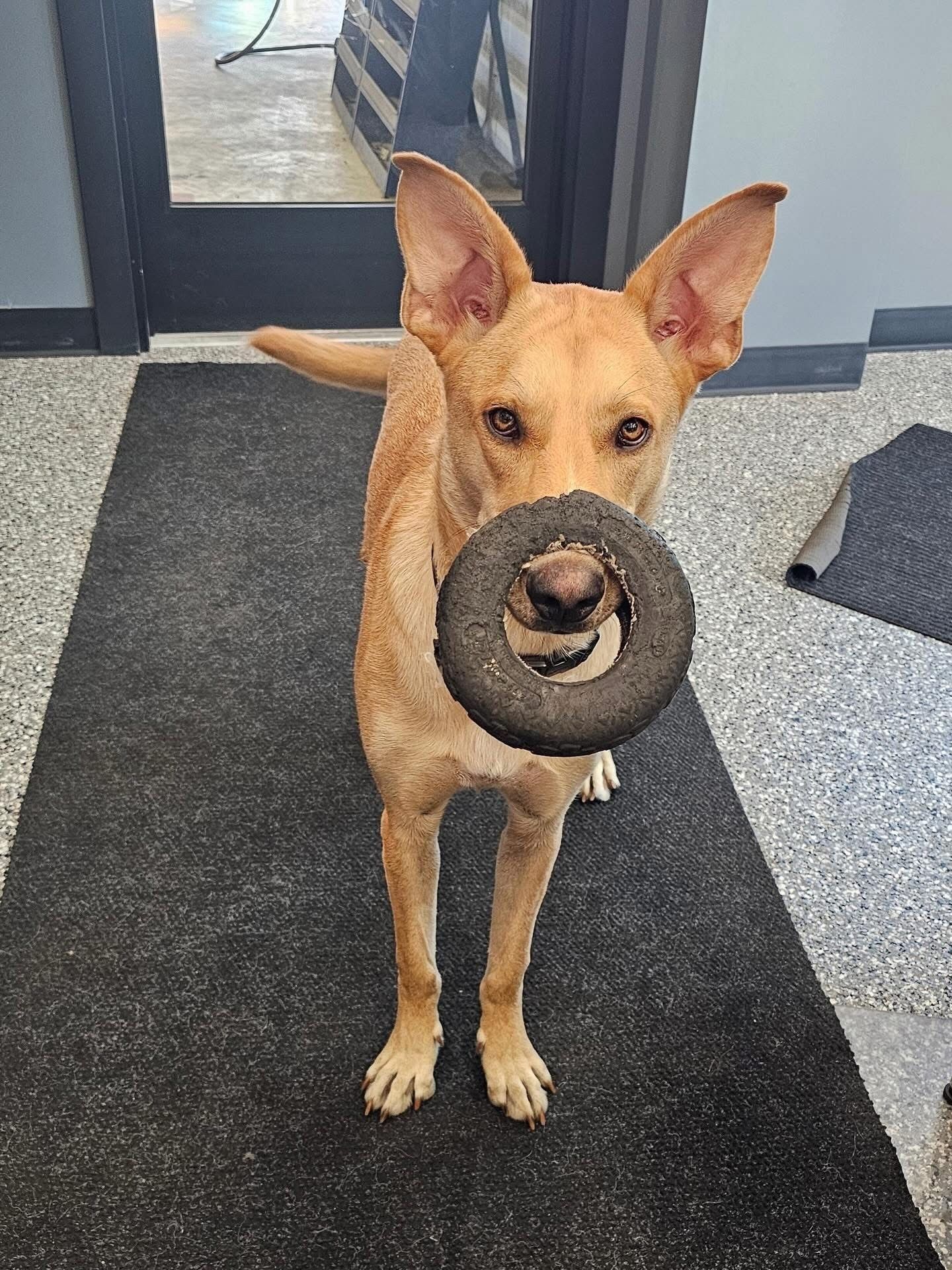 Tan dog holding a black toy ring, standing on a gray mat, looking at the viewer.