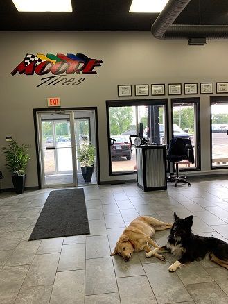 Two dogs resting inside Moore Tires lobby. Sign above door. Gray, beige, black color scheme.