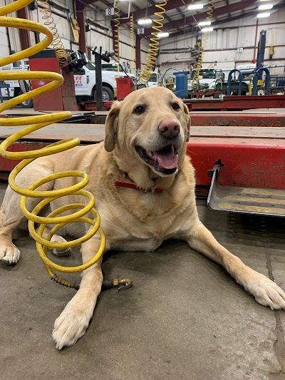 Yellow Labrador dog lying on a garage floor next to a yellow coiled hose, smiling with its mouth open.
