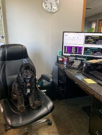 Black dog sitting in office chair next to desk with computer monitors.