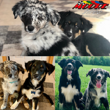 Collage of Australian Shepherd puppies with various black and white speckled coats.