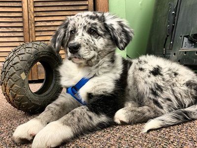 A medium-sized dog with a speckled coat lies next to a small tire. The dog wears a blue harness.