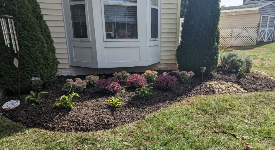 A landscaped garden bed with mulch, small purple and green shrubs, and two tall evergreen trees in front of a house.