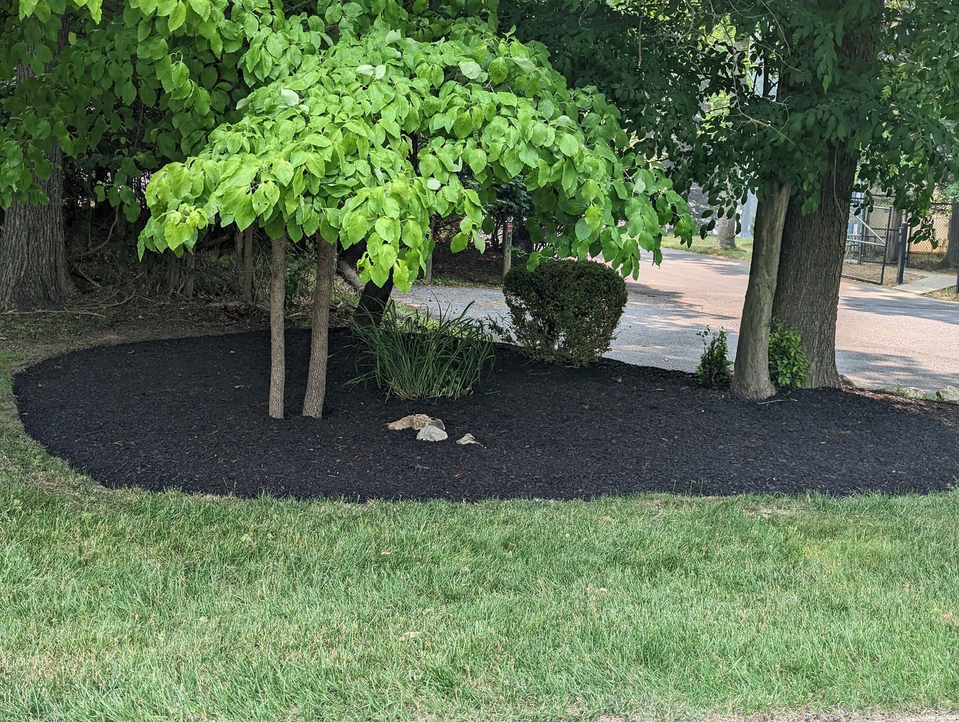 A small, green, weeping-style tree surrounded by dark mulch in a yard with green grass and nearby mature trees.