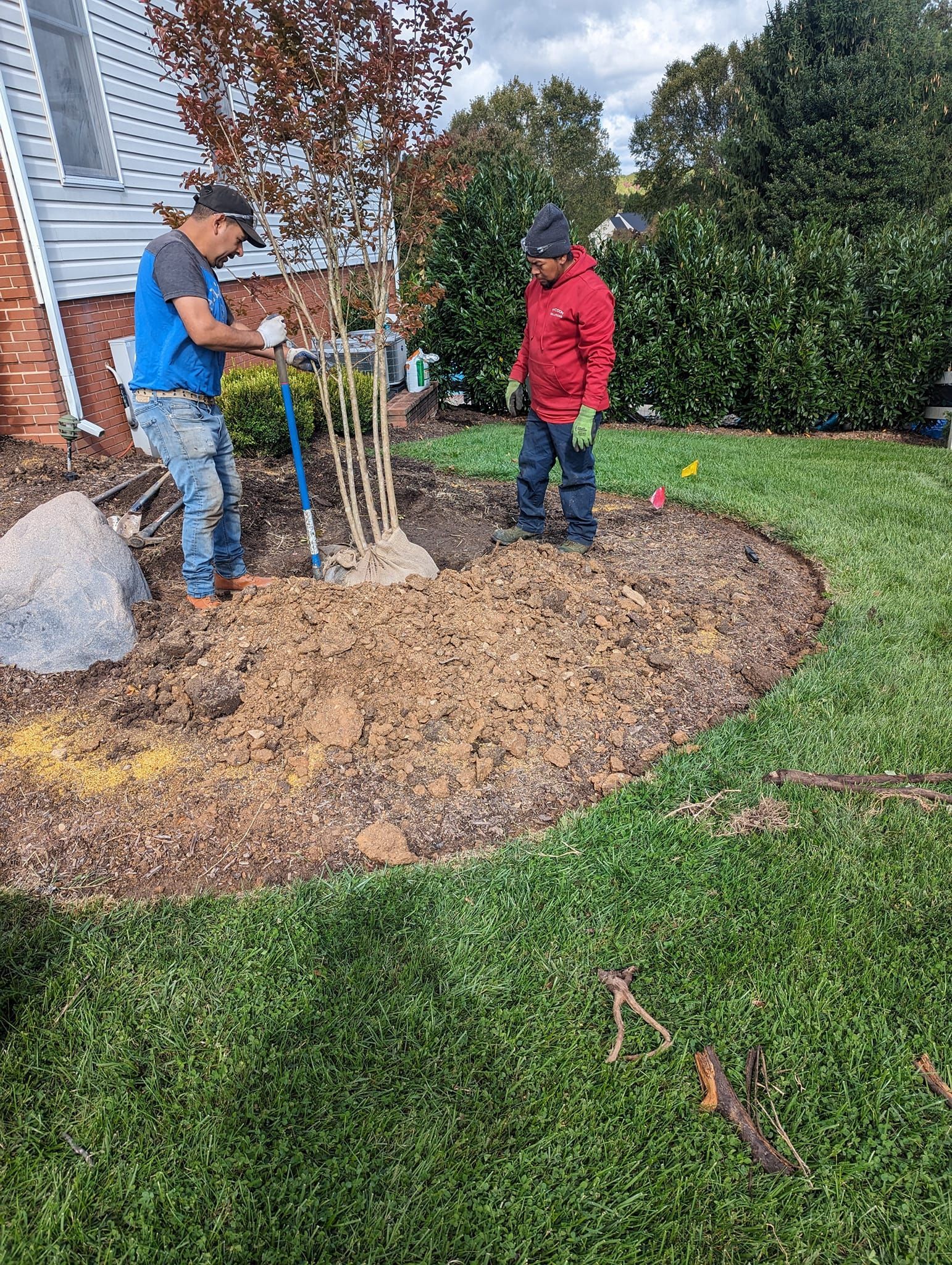 Two workers in a mulched garden bed planting a multi-stemmed tree near a house and a large decorative boulder.