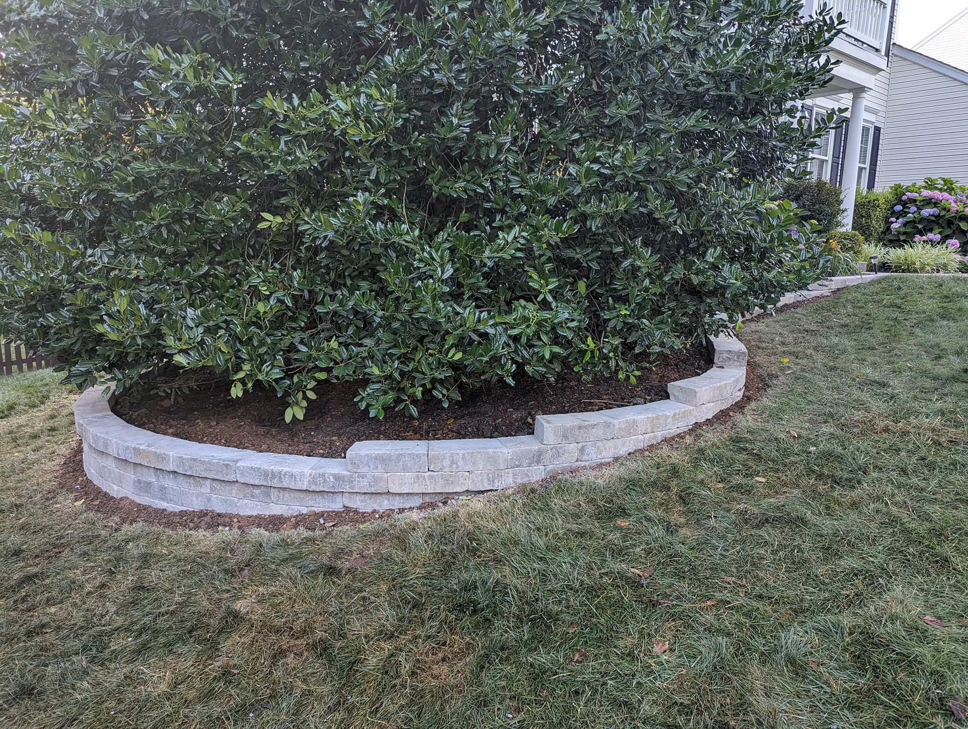 A curved stone retaining wall borders a dark-mulched garden bed containing a large, full green bush in a grassy yard.