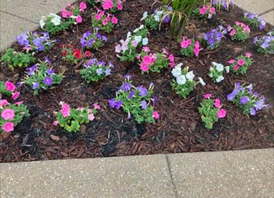 A garden bed with dark mulch features a variety of small, colorful petunia flowers in shades of pink, purple, and white.
